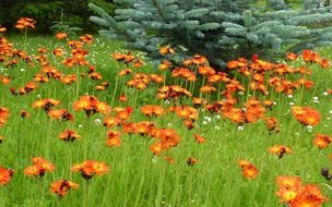 Orange wild flowers on the meadow