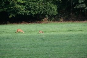 Roe deers on the meadow