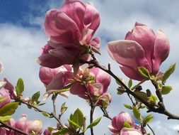 pink magnolia on blue sky background
