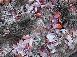 hoarfrost leaf