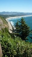 coast behind green trees near the pacific