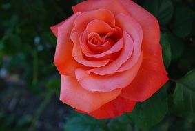 Big pink rose flower in nature