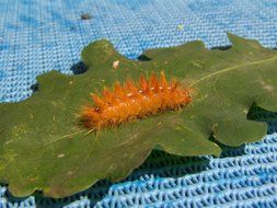 orange caterpillar on a green leaf of a tree