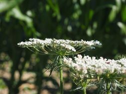 wild carrot flower umbel