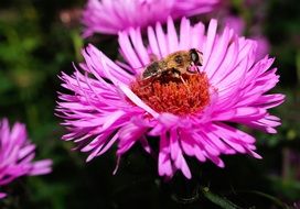 bee on a purple garden flower close up