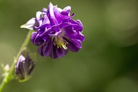 purple columbine flower, blurred green background