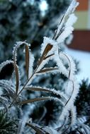 frosted withered plant