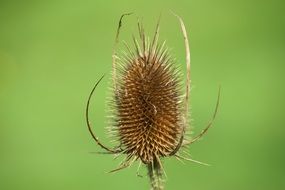 Dry teasel flower plant