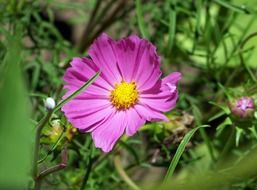 purple summer flower