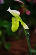 potted orchid flower close-up on blurred background