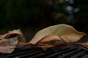 Dry leaves in the dark