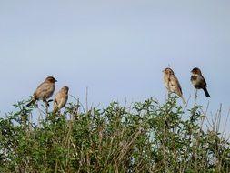 songbirds on a green bush