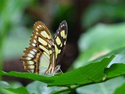 beautiful butterfly among the greenery