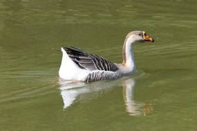 wild goose in green water