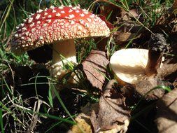 fly agaric mushrooms in the wild forest