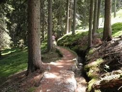 south tyrol forest summer landscape