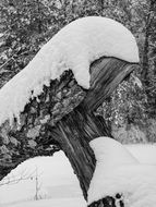 winter forest in black and white image