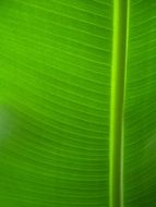 bright green leaf with veins closeup