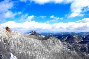 forested mountain side in winter landscape