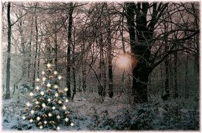 christmas tree in a snowy forest