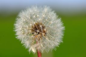 fluffy dandelion in the meadow