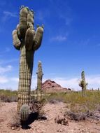 tall cacti at desert landscape, usa, arizona