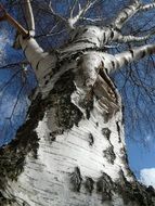 bottom view of a large birch closeup