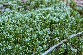 Moss in the forest in the cold