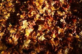 fallen autumn leaves, background