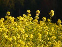 Rape field in bloom