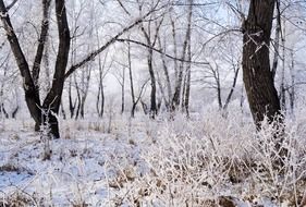 Beautiful snowy forest on the landscape