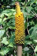 Amorphophallus plant with berries, India, karnataka