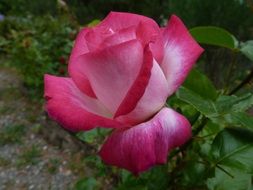 Macro photo of a pink rose in the garden
