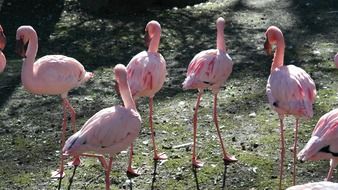 flock of exotic pink flamingo