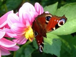 spotted butterfly on pink dahlias close-up