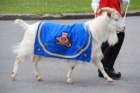 white goat with a regimental badge in Canada