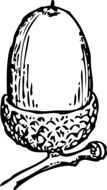 clipart of autumn plant of acorn seed
