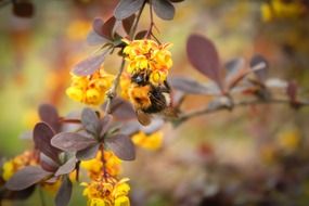bumblebee on a branch with yellow flowers close up
