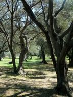 olive trees in the park