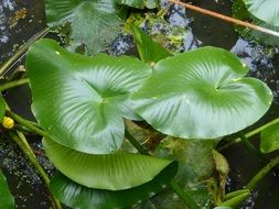 delightful beauty lily