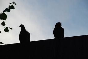 silhouettes of pigeons on the roof