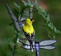 golden finch in natural environment