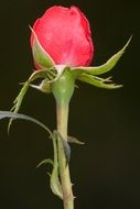 red rose plant