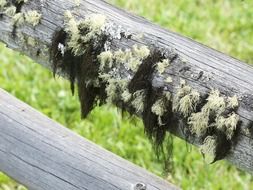 moss covered old wooden fence close