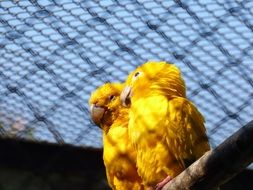 two yellow parrots in a big cage on a blurred background