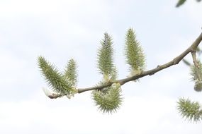 tree sprouts in april