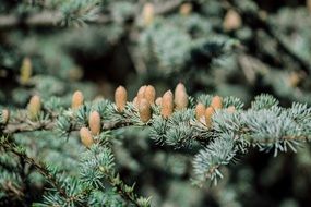young buds on the tree