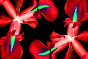 red iris flowers