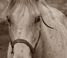 horse mold mare