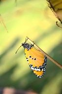 blue tiger butterfly close-up